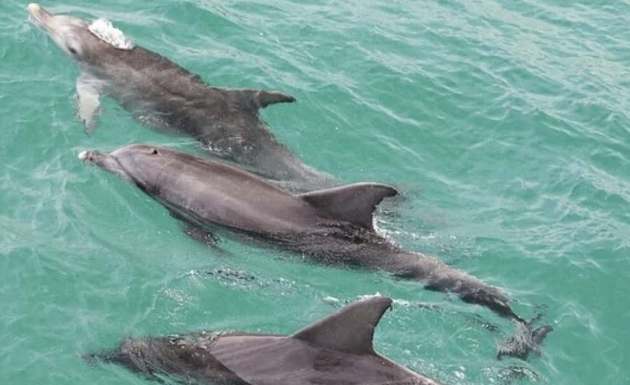 Sydney: Jervis Bay Day Trip with Dolphins, Roos & Beach Time - The day in five useful facts