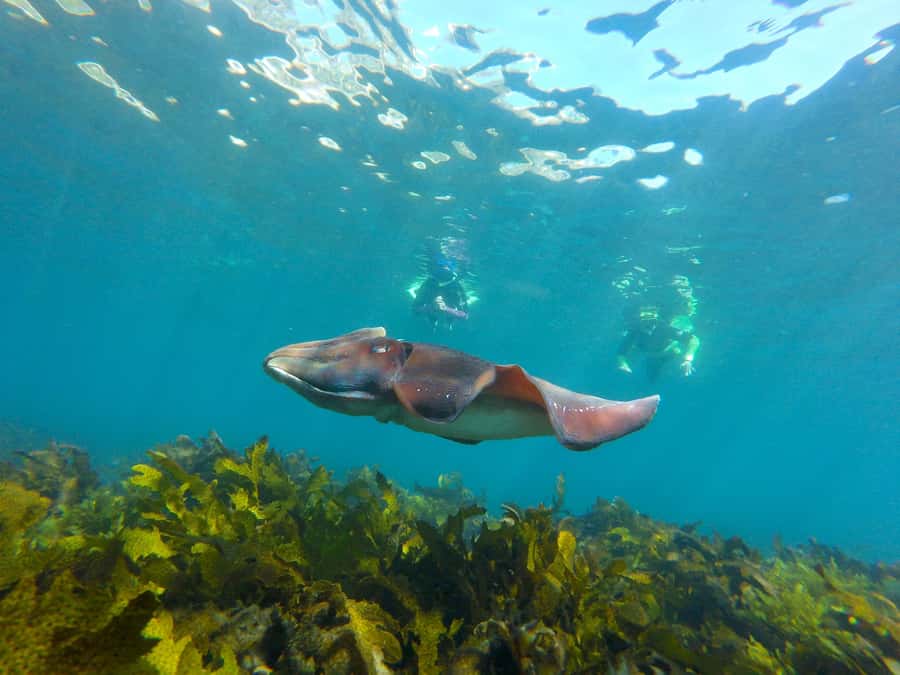 Sydney: Manly and Shelly Beach Snorkeling Tour - Why this Manly snorkeling trip works so well