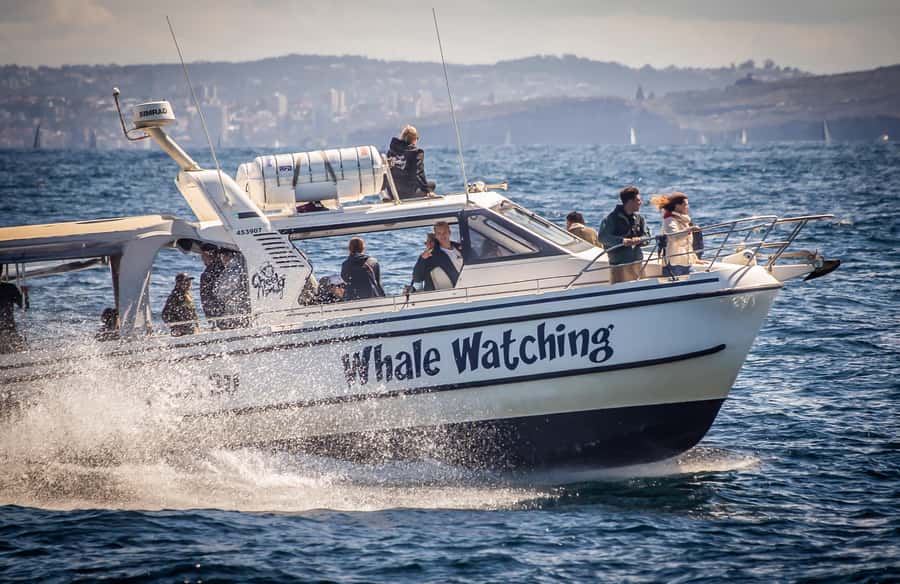 Sydney: Ocean Whale Watching Experience - Why Sydney is a fine place to watch humpbacks
