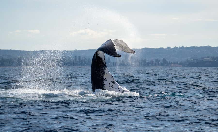 Sydney: Ocean Whale Watching Experience - The harbour run includes Sydney’s famous views
