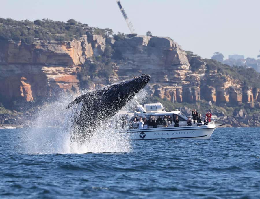 Sydney: Ocean Whale Watching Experience - Two hours in open water with the whales