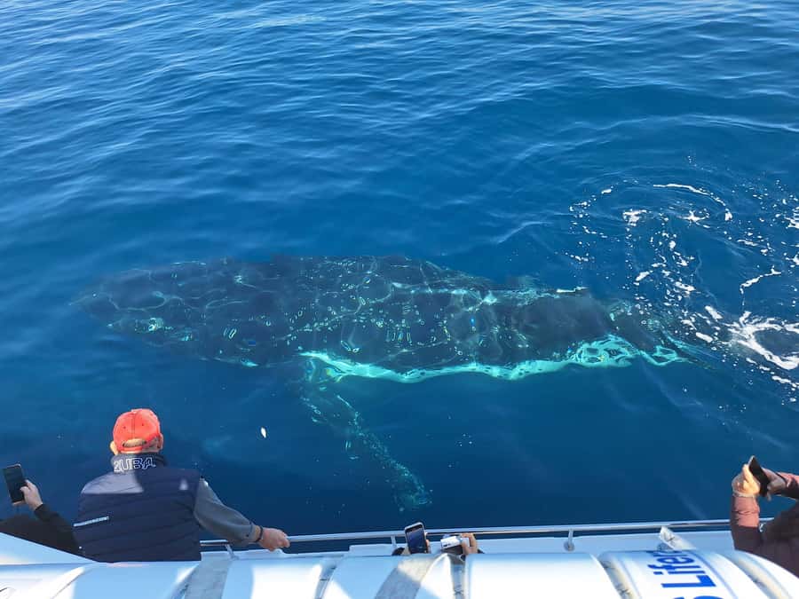 Sydney: Ocean Whale Watching Experience - The crew adds real value