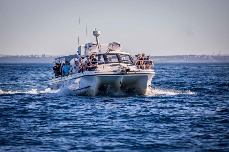 Sydney: Ocean Whale Watching Experience - Comfort, motion, and what to pack