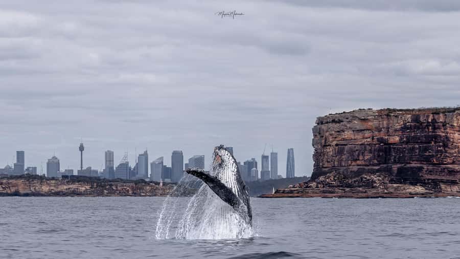 Sydney: Ocean Whale Watching Experience - Photography is easier than you might expect