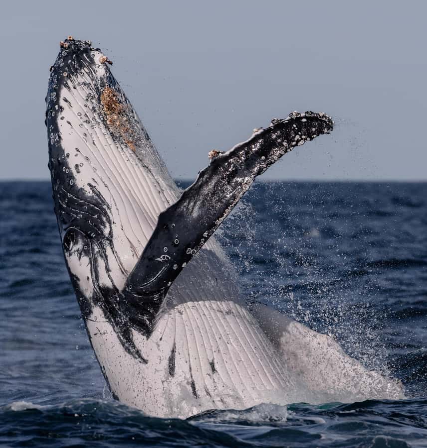 Sydney: Ocean Whale Watching Experience - Is $98 good value for 150 minutes?