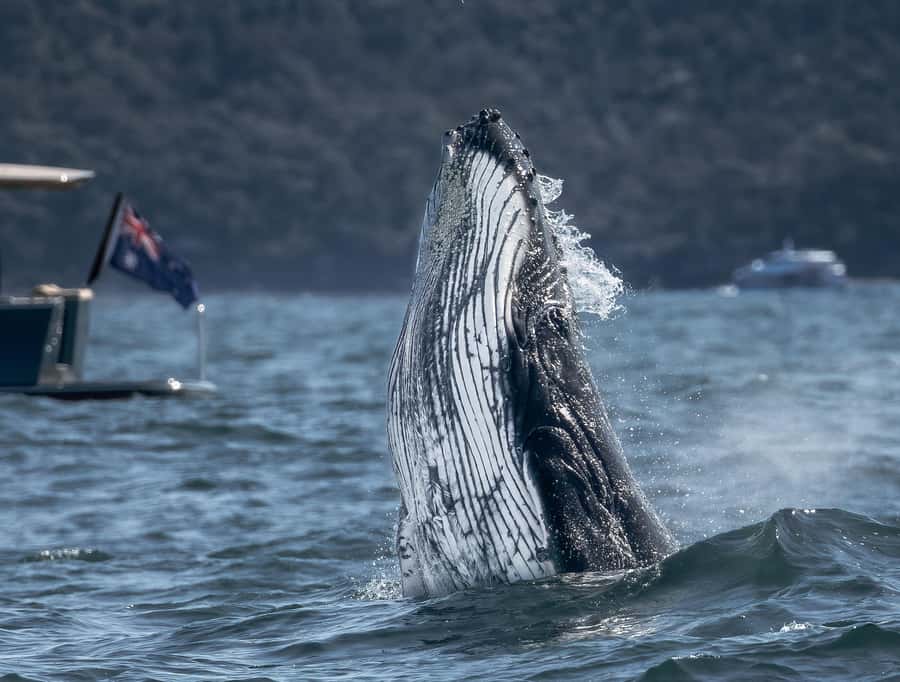 Sydney: Ocean Whale Watching Experience - King Street Wharf 3 starts the adventure