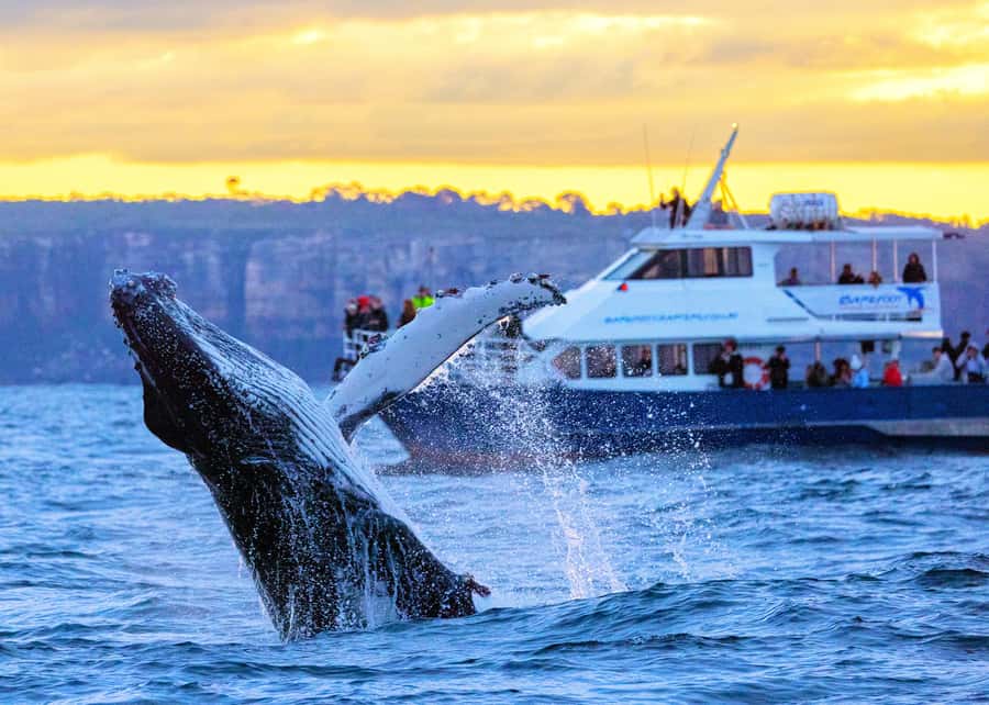 Sydney: Scenic Whale Watching Cruise - Whales Guaranteed - Key points to know before sailing