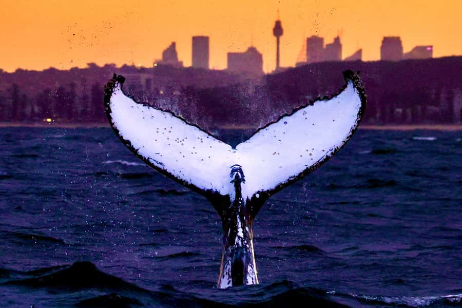 Sydney: Scenic Whale Watching Cruise - Whales Guaranteed - Starting at Circular Quay with the Opera House in view