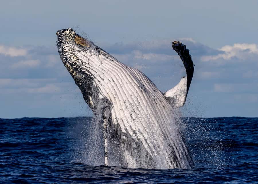 Sydney: Scenic Whale Watching Cruise - Whales Guaranteed - Watching migrating humpback whales in the wild