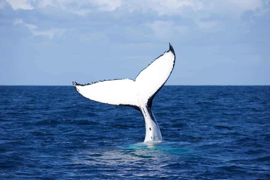 Sydney: Scenic Whale Watching Cruise - Whales Guaranteed - What the catamaran is really like for three hours