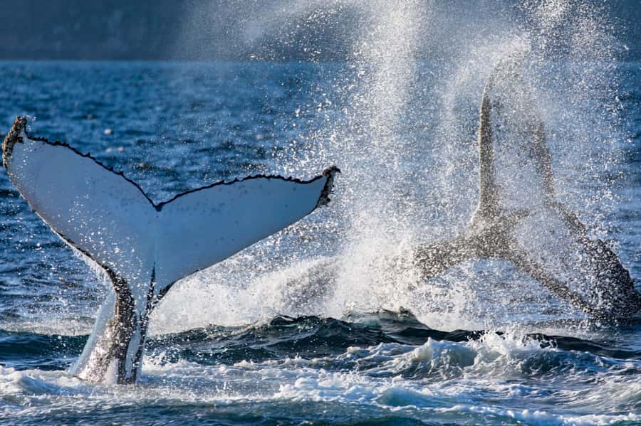 Sydney: Scenic Whale Watching Cruise - Whales Guaranteed - Commentary, crew, and the human side of the tour