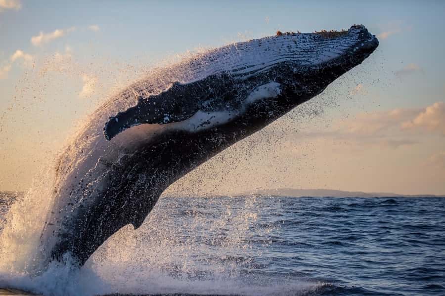 Sydney: Scenic Whale Watching Cruise - Whales Guaranteed - The best season and the luck factor