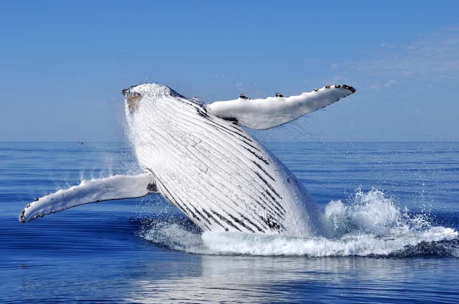 Sydney: Scenic Whale Watching Cruise - Whales Guaranteed - Is $45 good value for three hours?