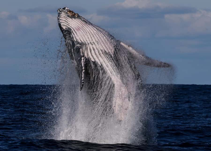 Sydney: Scenic Whale Watching Cruise - Whales Guaranteed - Cruising through Sydney Harbour and the Heads