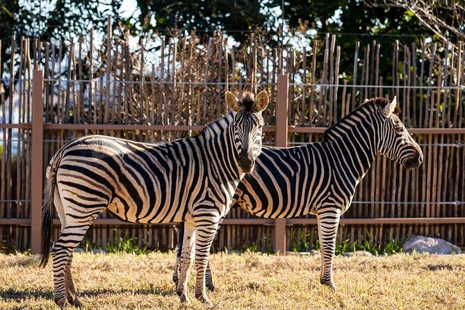 Sydney Taronga Zoo General Entry Ticket - Seals for the Wild adds family fun