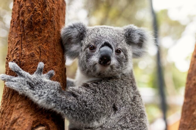 Sydney Taronga Zoo's Aussie Backyard Adventure Tour - Key points to know before you book