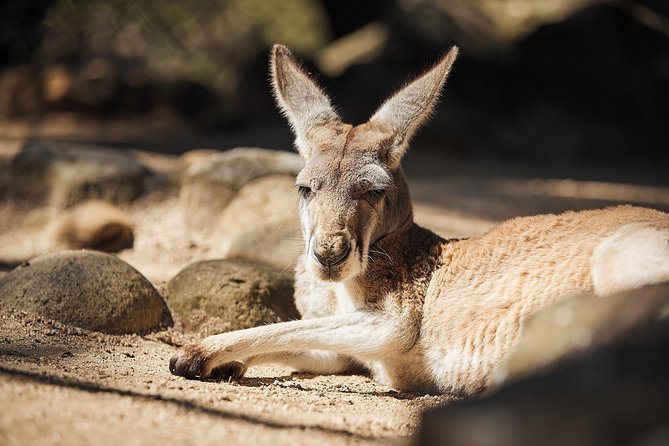 Sydney Taronga Zoo's Aussie Backyard Adventure Tour - Why this tour works at Taronga Zoo