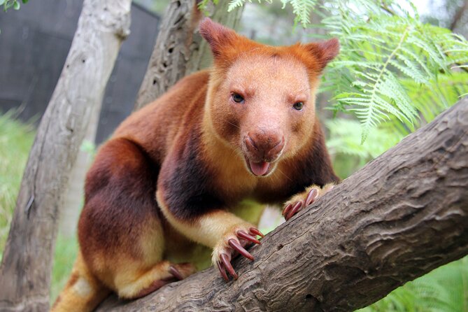 Sydney Taronga Zoo's Aussie Backyard Adventure Tour - A small group, but not a private tour