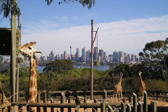Sydney Taronga Zoo's Aussie Backyard Adventure Tour - Is $75.31 good value?