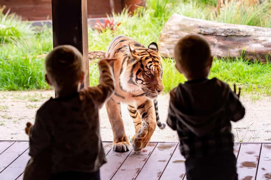 Sydney: Taronga Zoo Ticket with Return Ferry - Key Points Before You Go