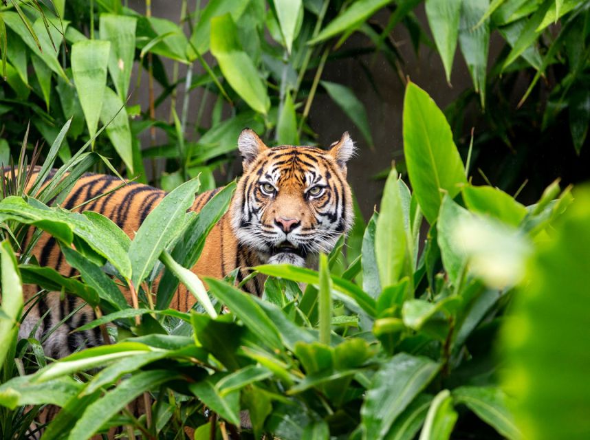 Sydney: Taronga Zoo Ticket with Return Ferry - Australian Wildlife and Rare Species