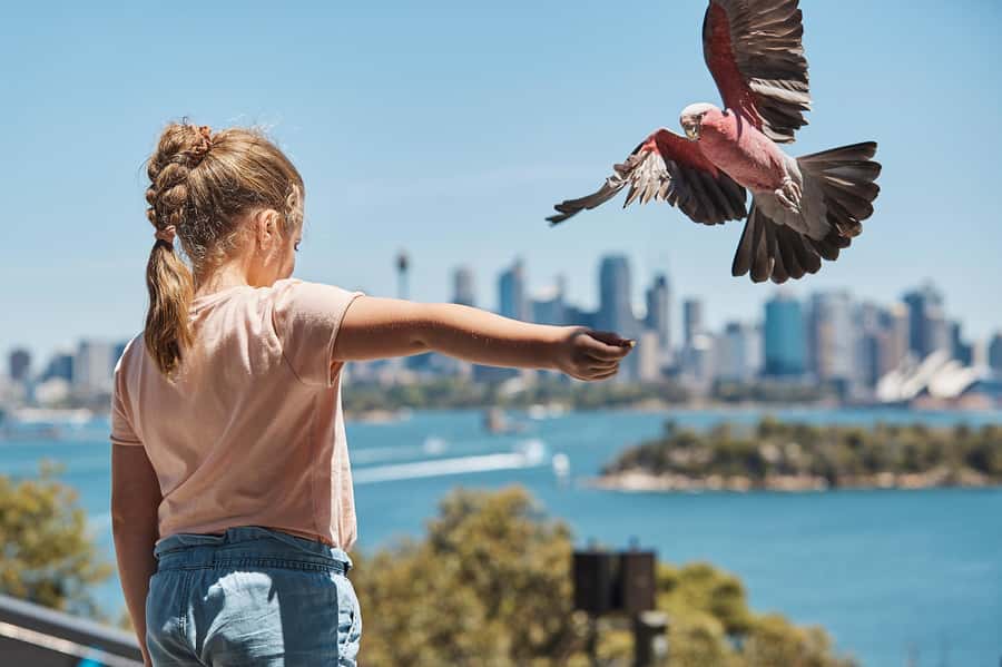 Sydney: Taronga Zoo Ticket with Return Ferry - Keeper Talks and Shows Add Shape to the Day