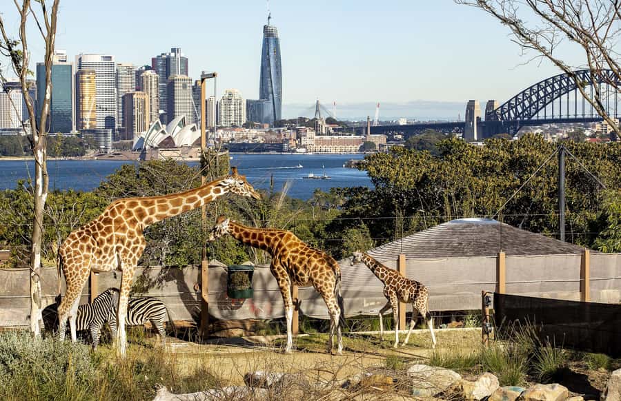 Sydney: Taronga Zoo Ticket with Return Ferry - Harbour Views From Inside the Zoo