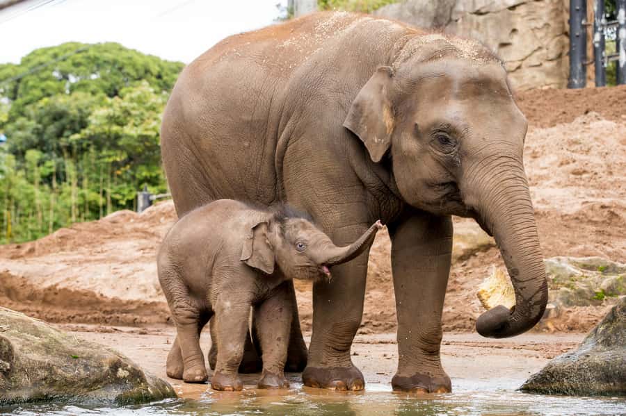 Sydney: Taronga Zoo Ticket with Return Ferry - Food, Facilities, and the Practical Downsides