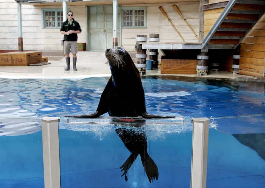 Sydney: Taronga Zoo Ticket with Return Ferry - Is the $55 Price Good Value?