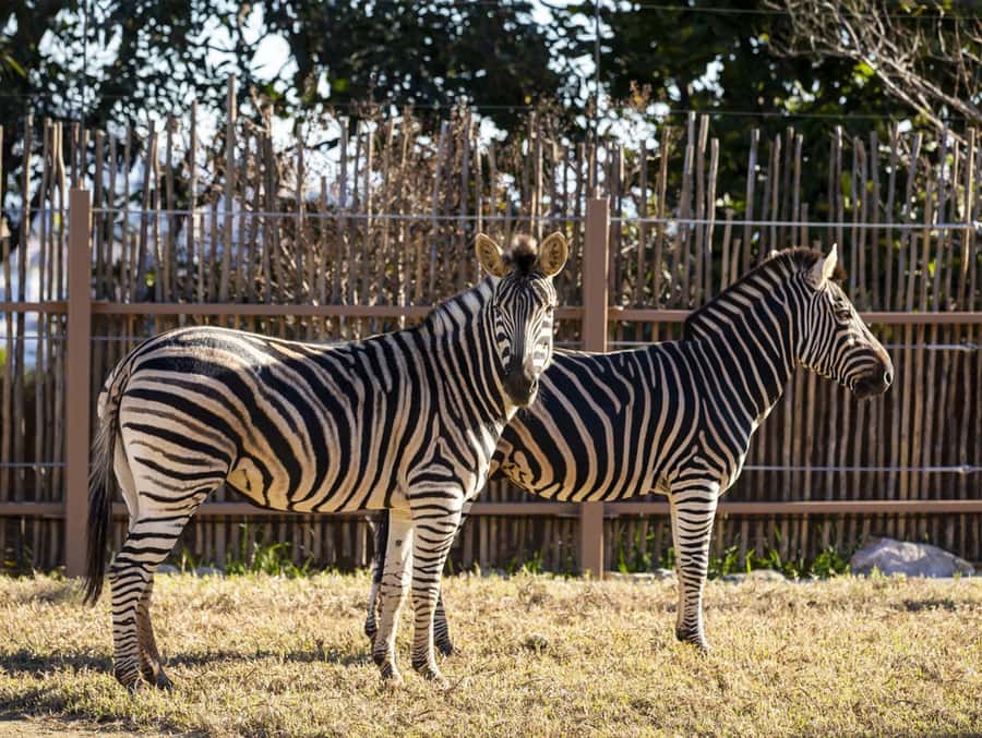Sydney: Taronga Zoo Tickets - Key points to know before visiting