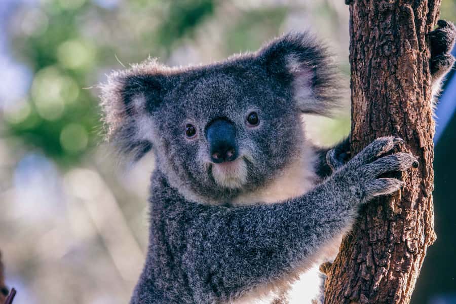 Sydney: Taronga Zoo Tickets - My tips for making the day work