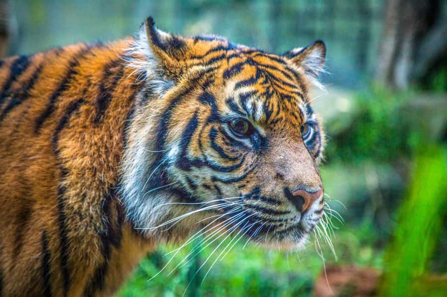 Sydney: Taronga Zoo Tickets - Australian wildlife up close