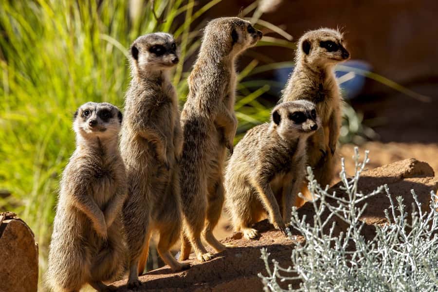 Sydney: Taronga Zoo Tickets - Who will enjoy Taronga Zoo most?