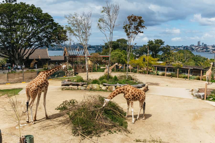 Sydney: Taronga Zoo Tickets - Planning a downhill route through nine trails