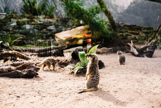 Sydney Taronga Zoo Wild Australia Experience - Why Taronga Zoo works so well for this tour