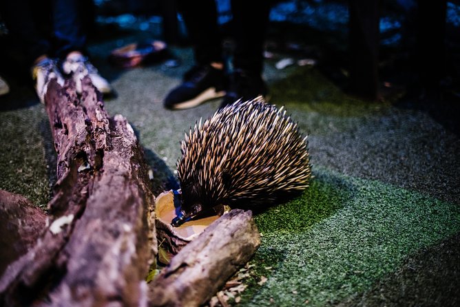 Sydney Taronga Zoo Wild Australia Experience - Meeting kangaroos, wallabies, and emus