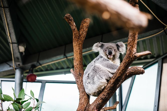 Sydney Taronga Zoo Wild Australia Experience - The Australian Nocturnal House after public hours