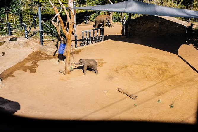 Sydney Taronga Zoo Wild Australia Experience - Making the $129.10 price worthwhile