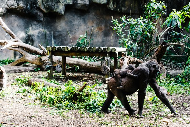 Sydney Taronga Zoo Wild Australia Experience - Meeting the keeper and setting the pace