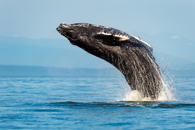 Sydney: Whale Watching Adventure Cruise - From Circular Quay to the open coast
