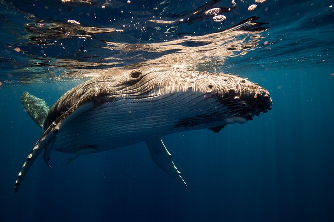 Sydney: Whale Watching Adventure Cruise - The best place to sit on the catamaran