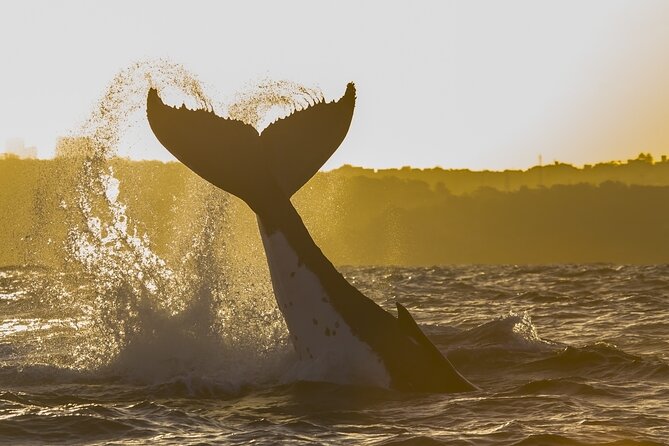 Sydney: Whale Watching Adventure Cruise - Should you book the Sydney whale cruise?
