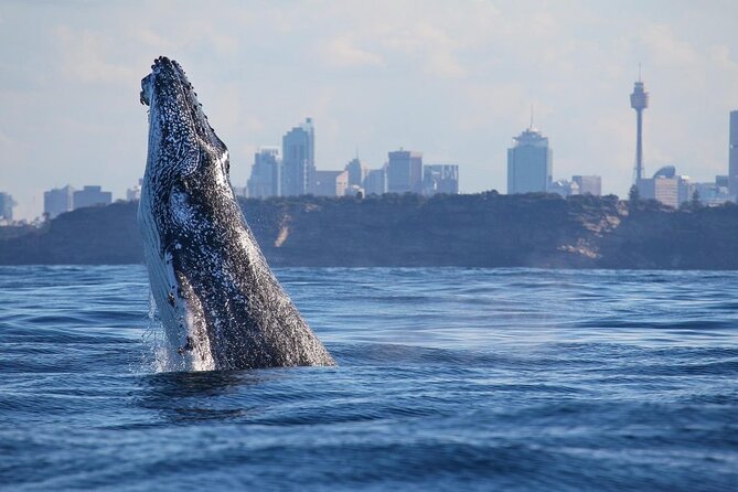 Sydney: Whale Watching Adventure Cruise - The ride beyond Sydney Heads