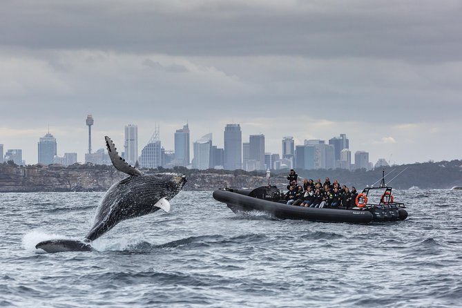 Sydney Whale-Watching by Speed Boat - Starting at Campbell’s Cove Pontoon