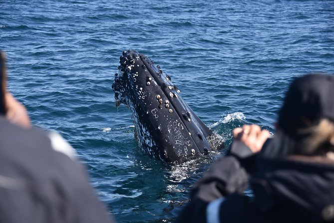 Sydney Whale-Watching by Speed Boat - Searching for migrating humpbacks