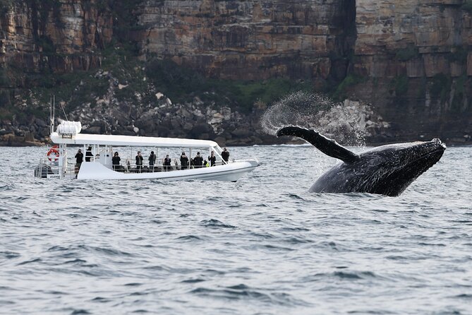 Sydney Whale-Watching by Speed Boat - Ocean Extreme and the close-up viewing