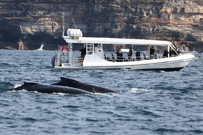 Sydney Whale-Watching by Speed Boat - What the two-hour format means