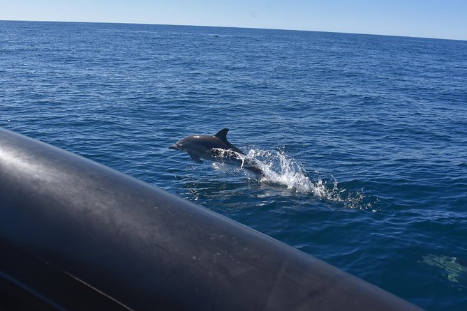 Sydney Whale-Watching by Speed Boat - Weather, safety, and who should skip it