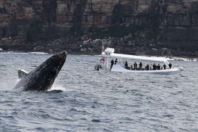 Sydney Whale-Watching by Speed Boat - Leaving the harbour for the Tasman Sea