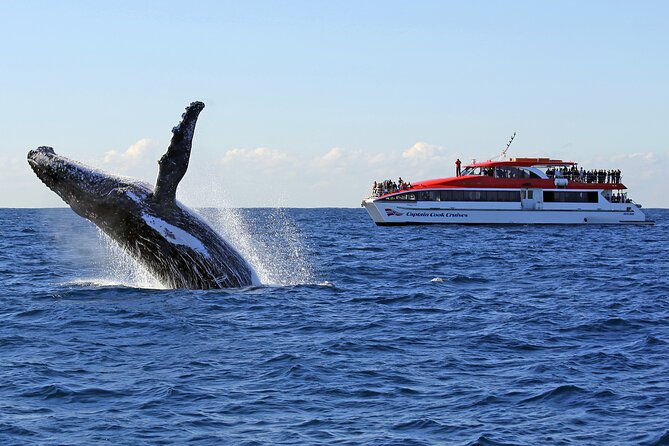Sydney Whale Watching Cruise from Circular Quay - Key points to know before you sail
